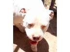 Adopt Ellie a Pit Bull Terrier