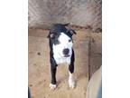 Adopt Birdie a Pit Bull Terrier