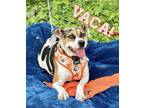 Adopt Vaca a Beagle