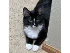 Adopt Lea a Domestic Medium Hair
