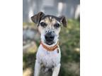 Adopt Holly a Fox Terrier