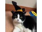 Adopt Loki Monroe a Domestic Short Hair