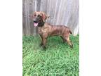 Adopt Lilibet a Vizsla
