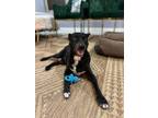 Adopt Lucy Lu a Labrador Retriever