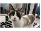 Adopt Carmilla a Siamese, Domestic Short Hair