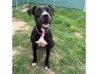 Adopt Isla a Boxer, Pit Bull Terrier