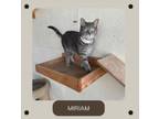 Adopt Miriam a Domestic Medium Hair