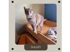Adopt Sully a Domestic Short Hair