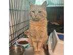 Adopt Lily a American Shorthair