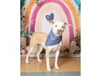 Adopt Angel a Pit Bull Terrier