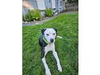 Adopt Molly a Pit Bull Terrier, Mixed Breed