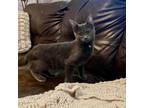 Adopt Sizzle a Russian Blue, Domestic Short Hair