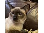 Adopt Baby a Siamese