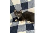 Adopt Sophia a Domestic Short Hair