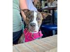 Adopt Ursa a Australian Cattle Dog / Blue Heeler, Staffordshire Bull Terrier