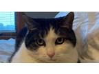 Adopt Annabelle (21-294 C) a Domestic Short Hair