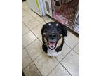Adopt Maui a Bernese Mountain Dog, Border Collie