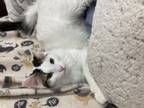Adopt Zap a Domestic Medium Hair