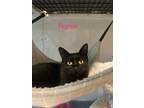 Adopt Rightie a Domestic Short Hair
