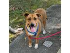 Adopt River a Black Mouth Cur, Mixed Breed
