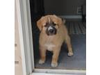 Adopt Ava a Maremma Sheepdog, Shepherd