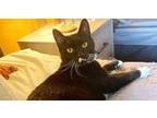 Adopt Shela a Domestic Short Hair