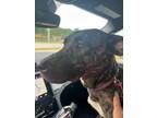Adopt Blake a Staffordshire Bull Terrier