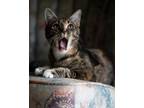 Adopt Lily Biscuit Maker a Domestic Short Hair