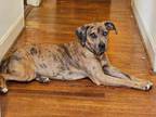 Adopt Indy a Catahoula Leopard Dog