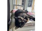 Adopt Eesa a Tortoiseshell, Domestic Short Hair