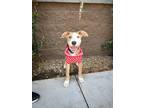 Adopt Lucy a Pit Bull Terrier, Australian Cattle Dog / Blue Heeler