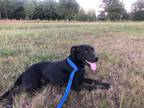 Adopt Bella a Labrador Retriever, Feist