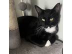 Adopt Veno a Domestic Short Hair
