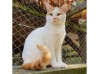 Adopt (WC) Mouse a Domestic Short Hair