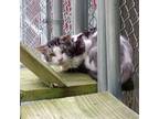 Adopt (WC) Edgar a Domestic Short Hair
