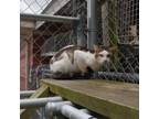 Adopt (WC) Jude a Domestic Short Hair