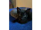 Adopt Dash a American Shorthair