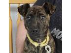 Adopt Jab a Mixed Breed