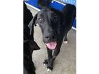 Adopt Johnny a Great Dane