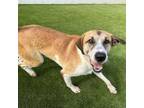Adopt Sampson a Great Dane, Hound