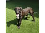 Adopt Martin a Black Labrador Retriever