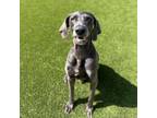 Adopt Mako a Weimaraner