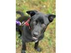 Adopt 6747 Diesel a Labrador Retriever