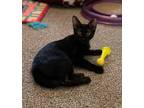 Adopt Fuku a American Bobtail, Domestic Short Hair