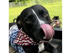 Adopt Waylon a Pit Bull Terrier