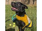 Adopt AJ a Border Terrier, Labrador Retriever