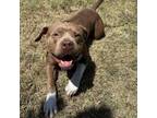 Adopt Manhattan a American Staffordshire Terrier