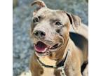 Adopt Derby a Basset Hound, Terrier