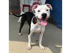 Adopt Ghost 2 a American Staffordshire Terrier, Mixed Breed