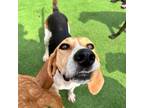 Adopt Monty a Treeing Walker Coonhound